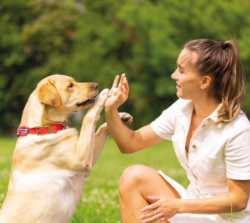 Guide complet sur l'éducation canine avec Buzzer et Tapis pour chien